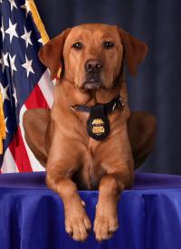 K-9 Dutch sits in front of an American flag