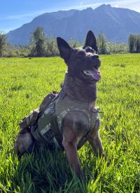 K-9 Bubo poses outside in front of a mountain scape.