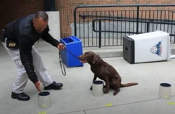 Special Agent Canine Handler Certified Explosives Special George Goodman and K-9 Bonny help to secure the Major League Baseball All Star Game